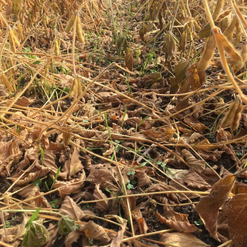 Why Cover Crops Can Be Beneficial To Your Farm