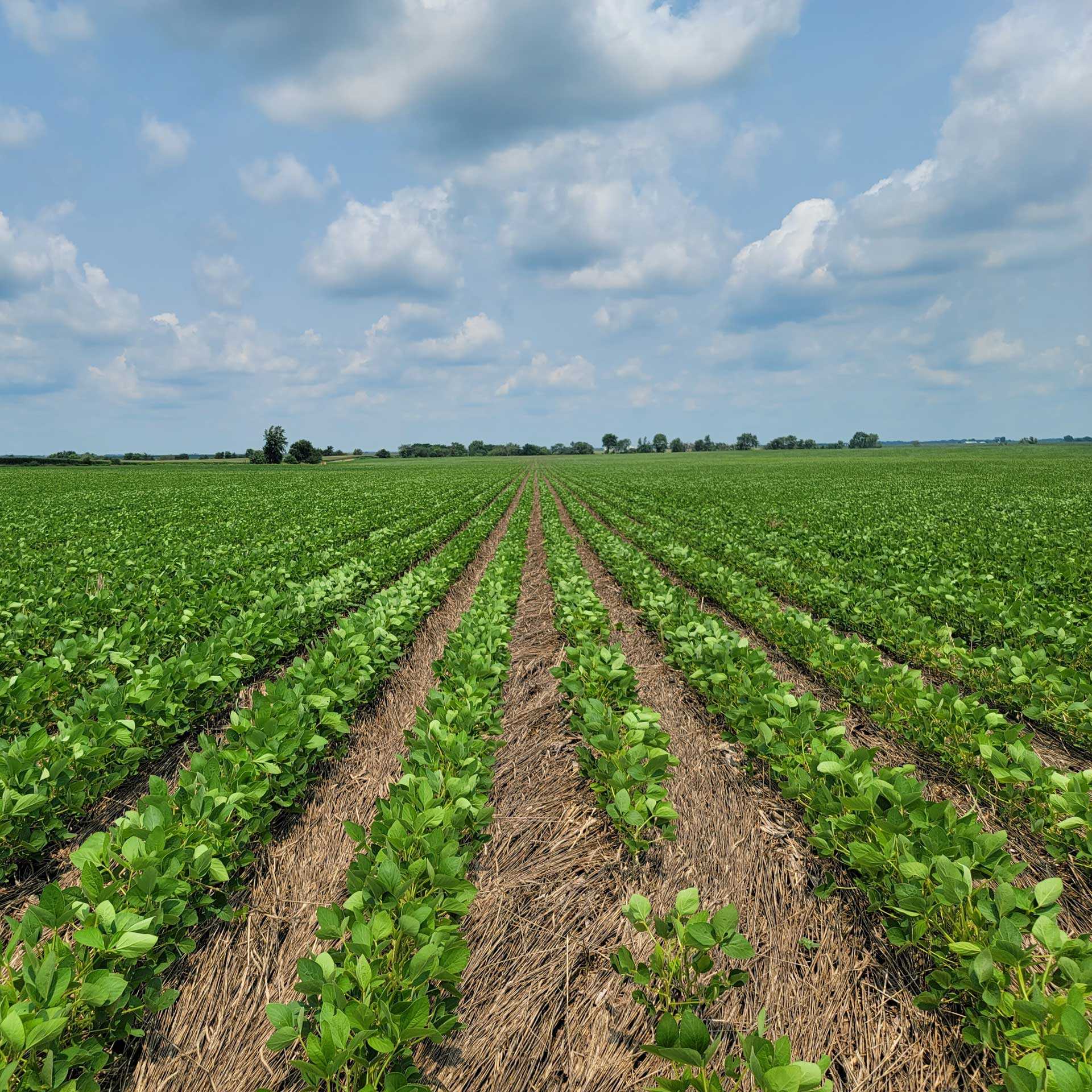 Cover Crops & Carbon Sequestration