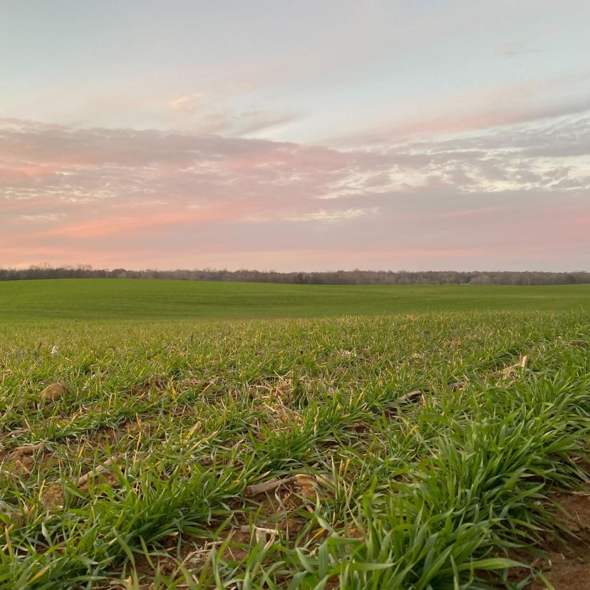 Carbon Cropping Challenges in the Northern U.S., Thoughts from an Agronomist