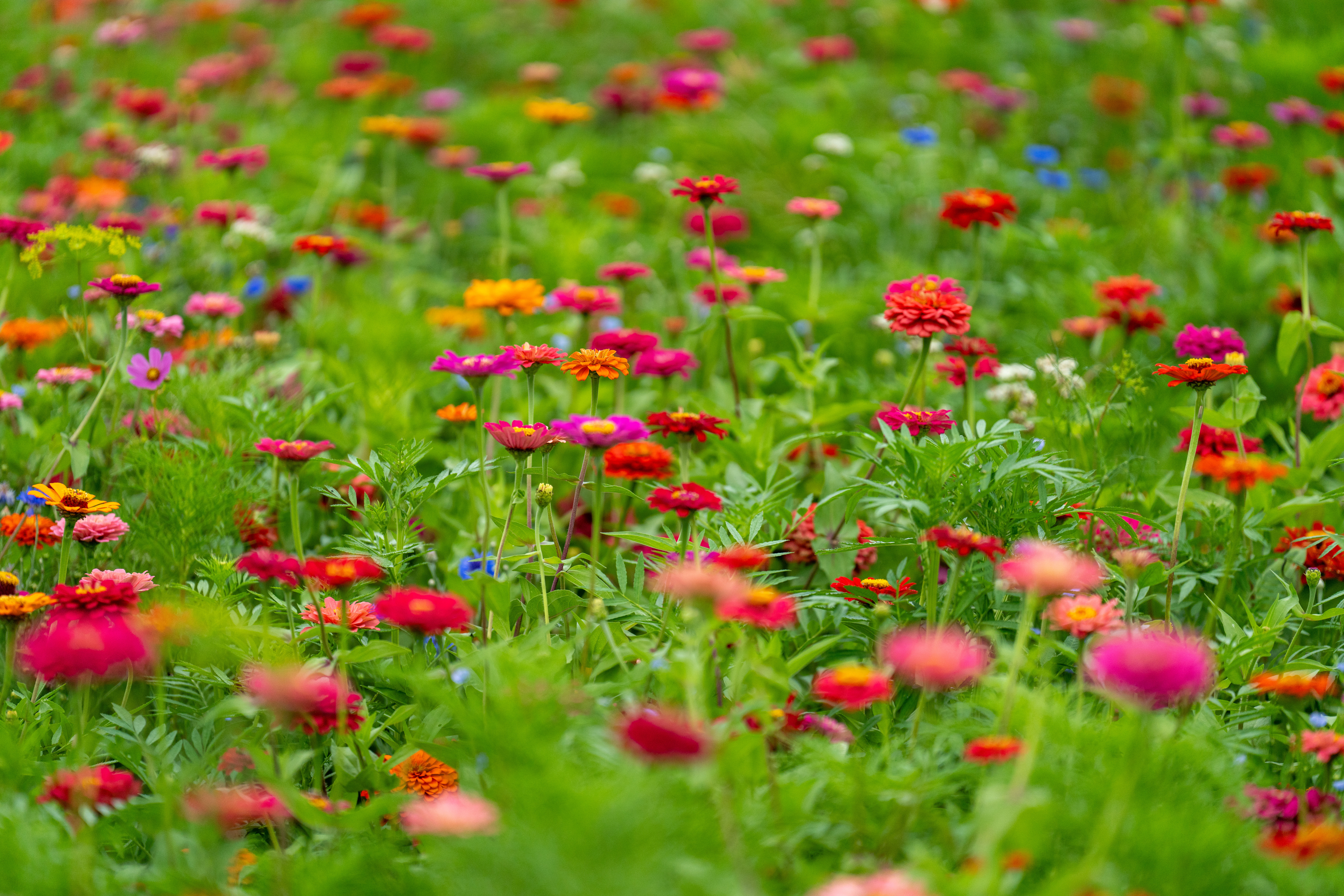 biodiversity in field