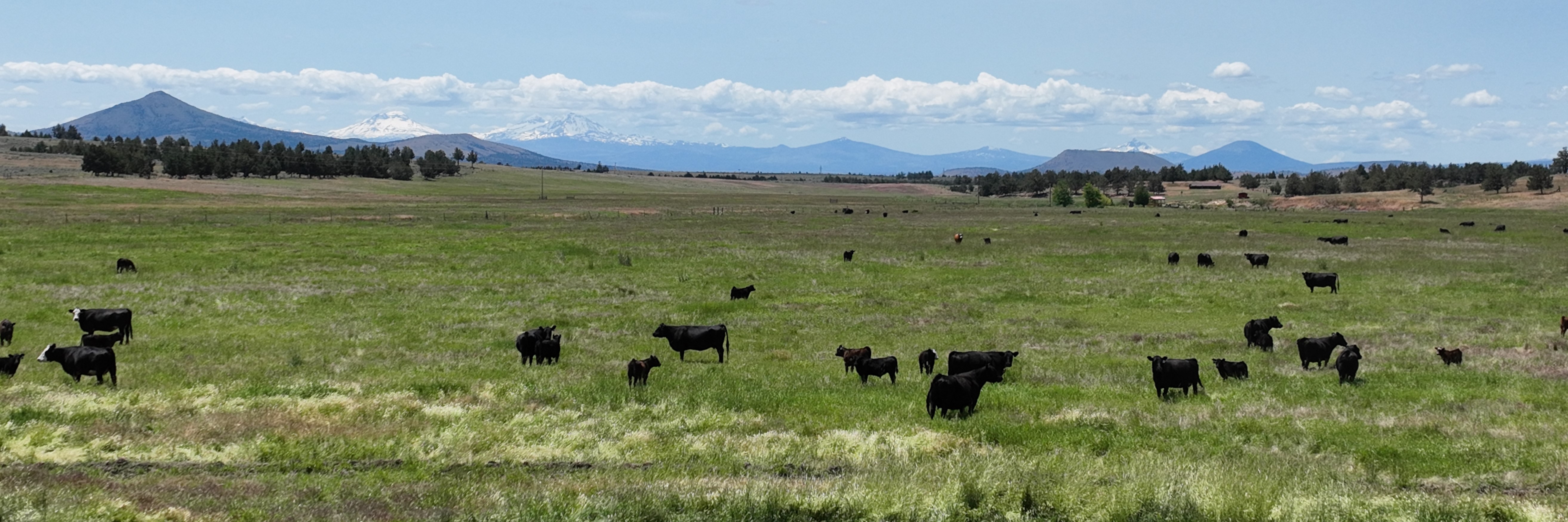 carbon ranching with agoro carbon