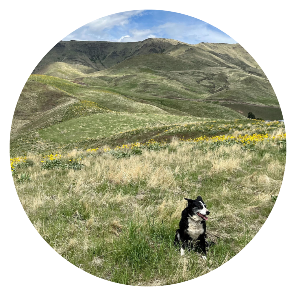 Land in Idaho - pasture dog