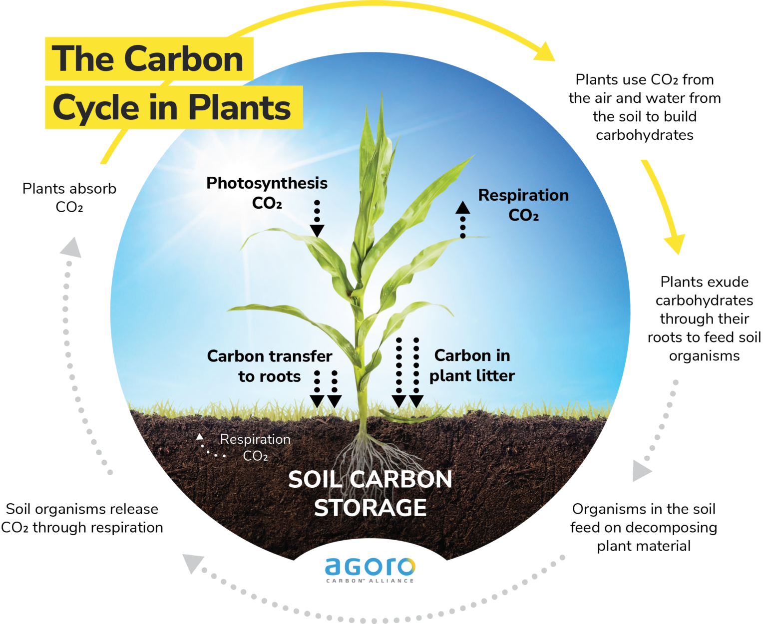 The Carbon Cycle In Plants Agoro Carbon Alliance