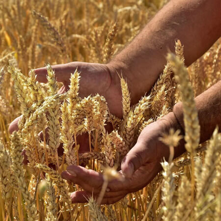 Two hands picking up wheat