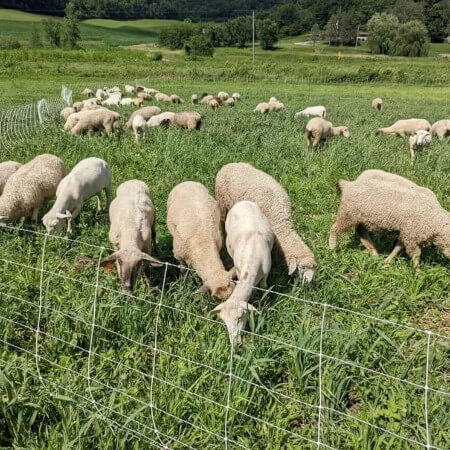 A group of sheep pasturing