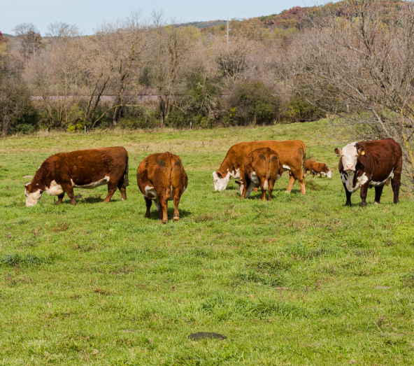 A group of cows pasturing