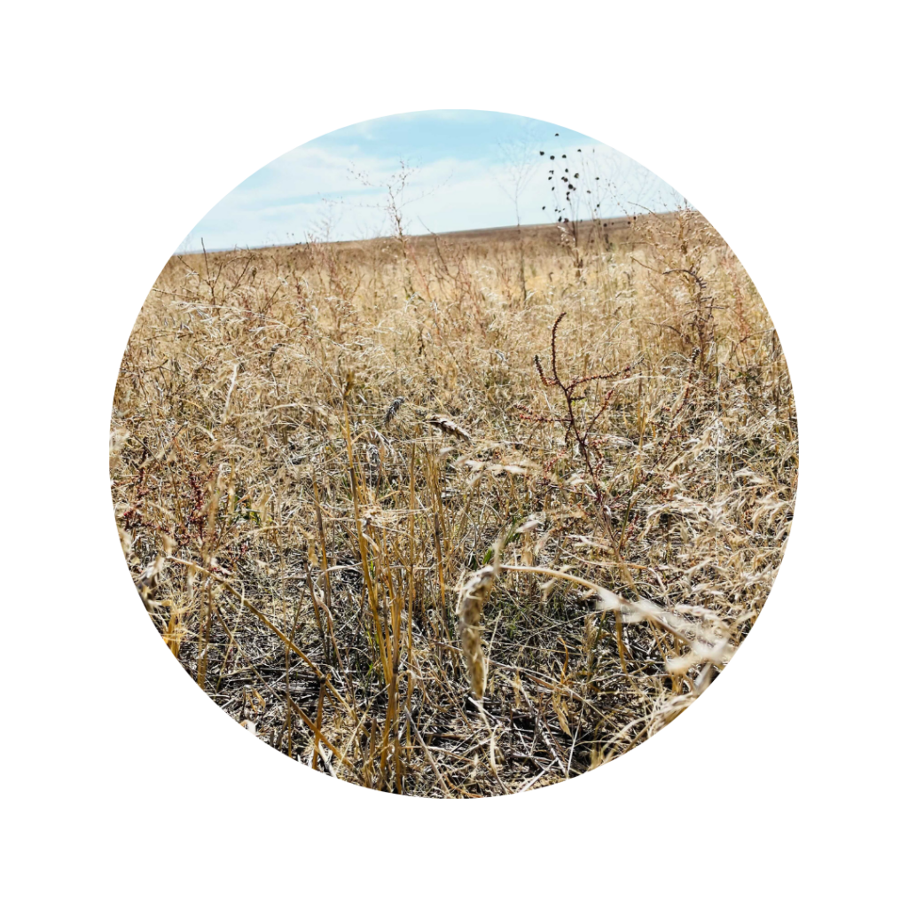1 year old seed pasture - South Dakota