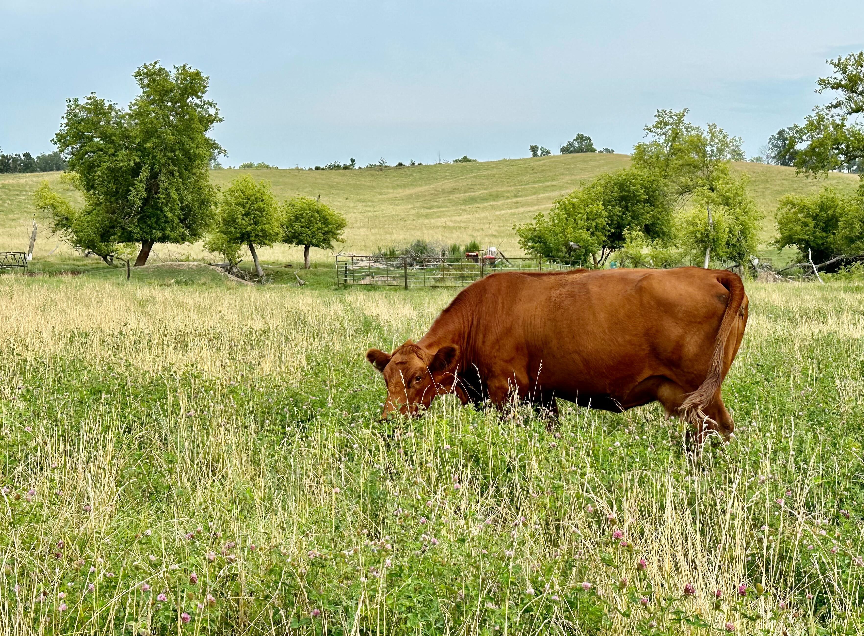 Red Angus cow grazing in pasture