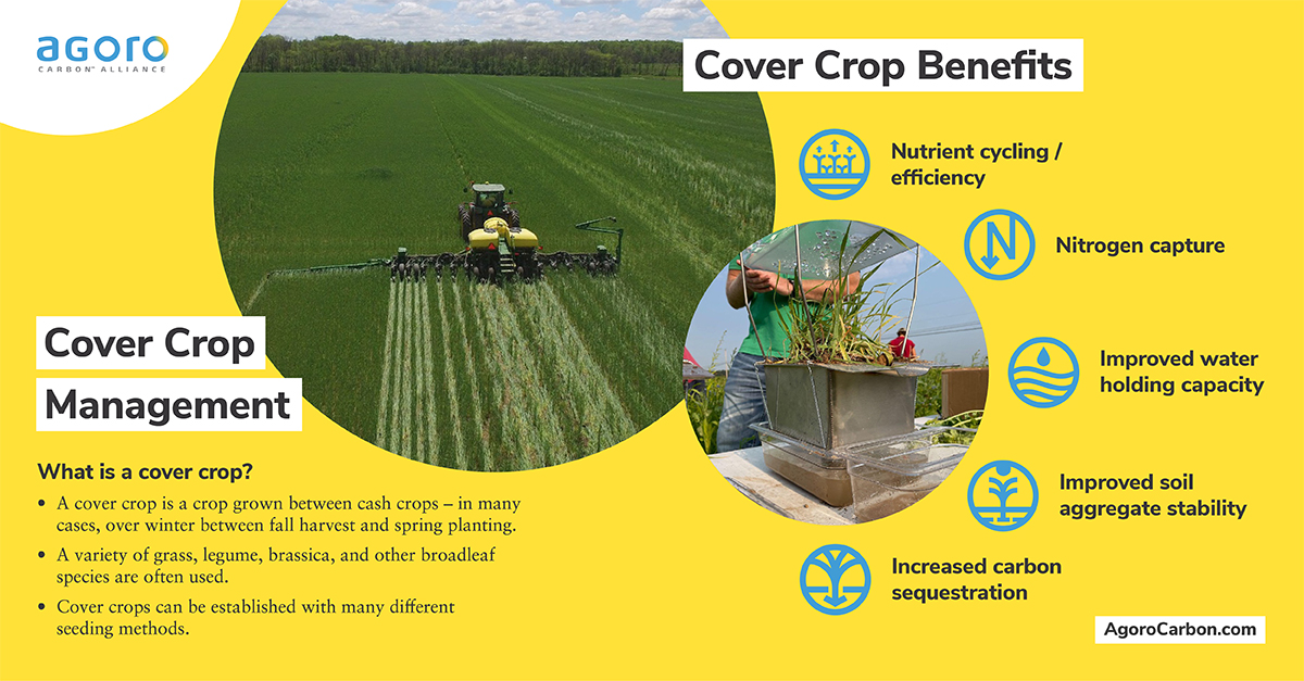 Infographic showing the benefits of cover crops which include: nutrient cycling/efficiency, nitrogen capture, improved water holding capacity, improved soil aggregate stability, and increased carbon sequestration.