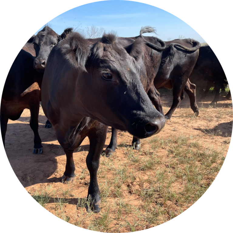 Rancher Spotlight: Steven Rapp - Agoro Carbon Alliance