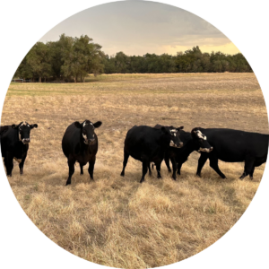 Rancher Spotlight: Steven Rapp - Agoro Carbon Alliance