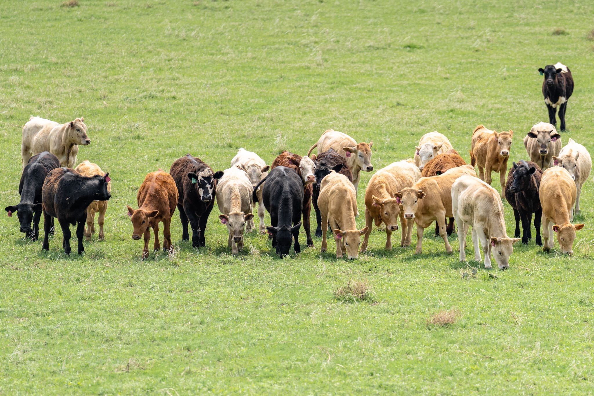 pasture in CO