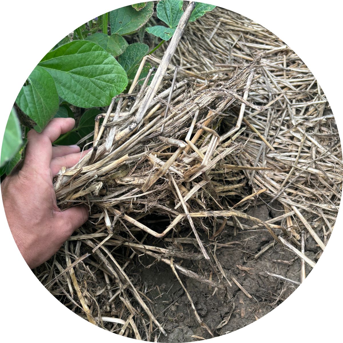 cover crops