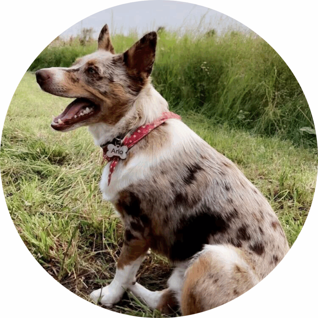 farm dog Iowa