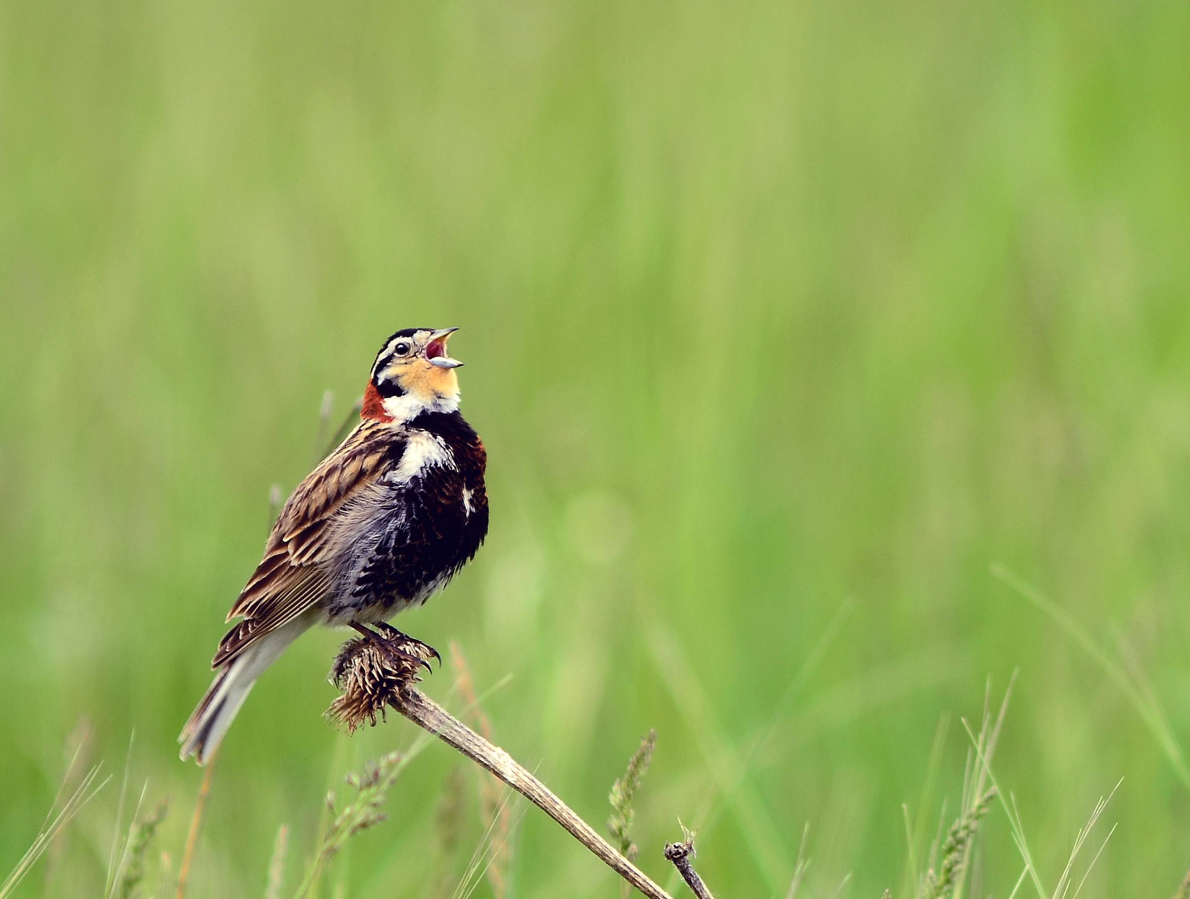 Bird Conservancy of the Rockies