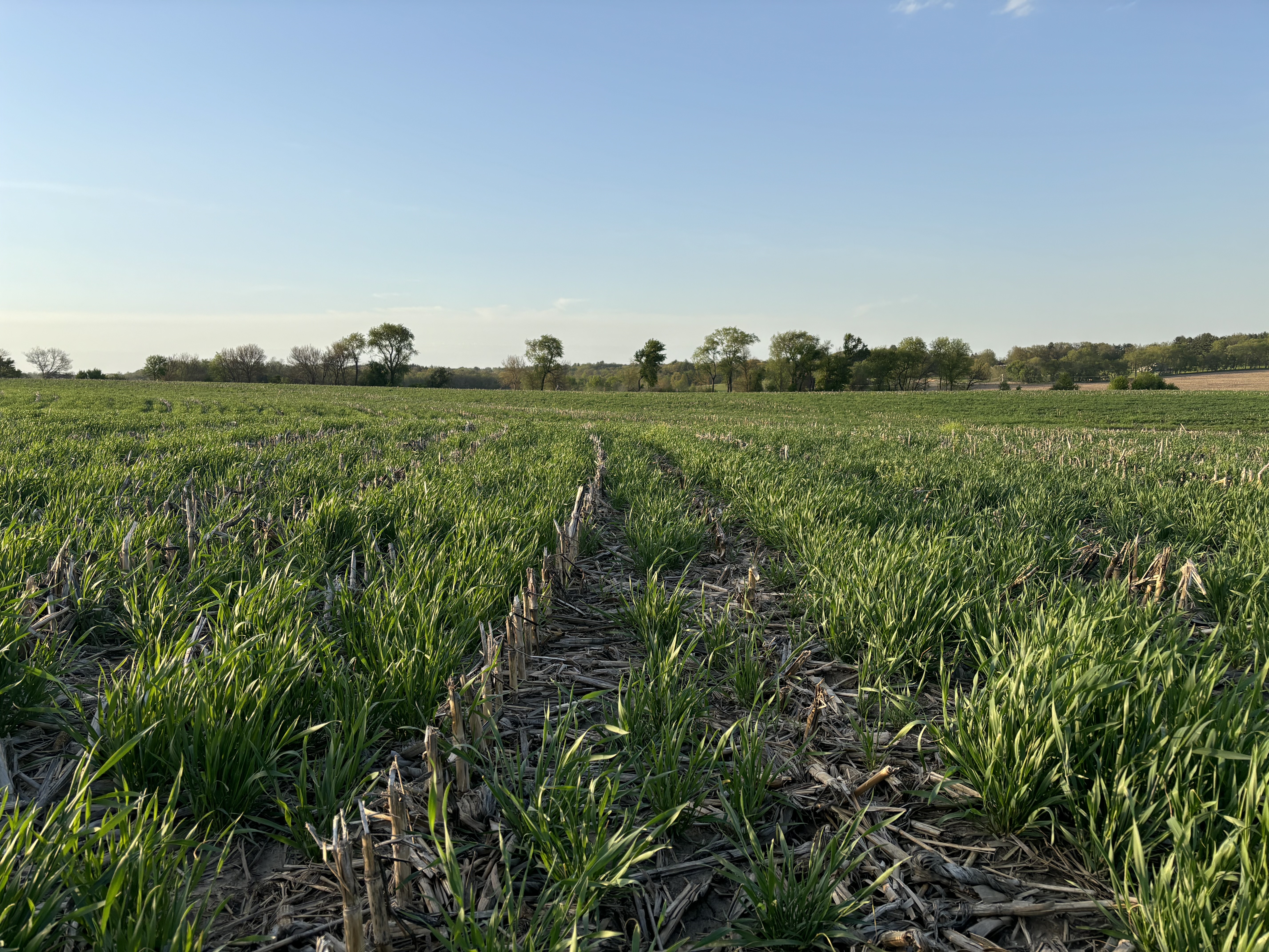 Planting green into a stand of wheat cover crop