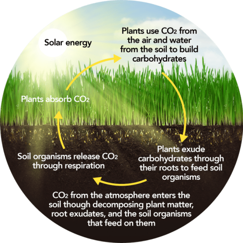 Soil Carbon Graphic